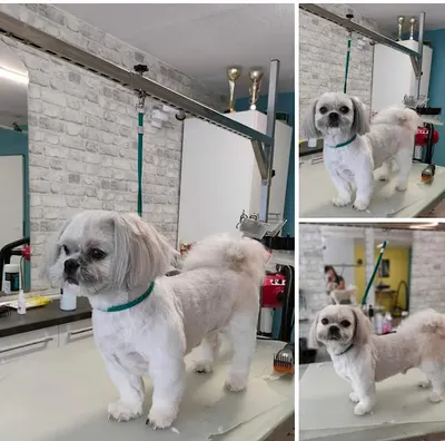 Salon pielęgnacji zwierząt "Yuki"